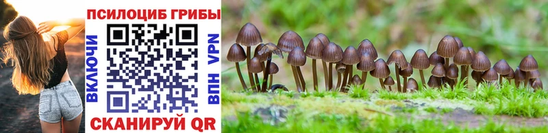 Псилоцибиновые грибы Cubensis  Купить  Ахтубинск 